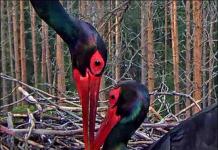 Live webbkameror i Europa: fåglar Black storks webbkamera i Lettland
