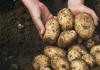 How are potatoes purchased from the population?