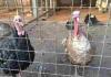 General requirements for turkey poultry